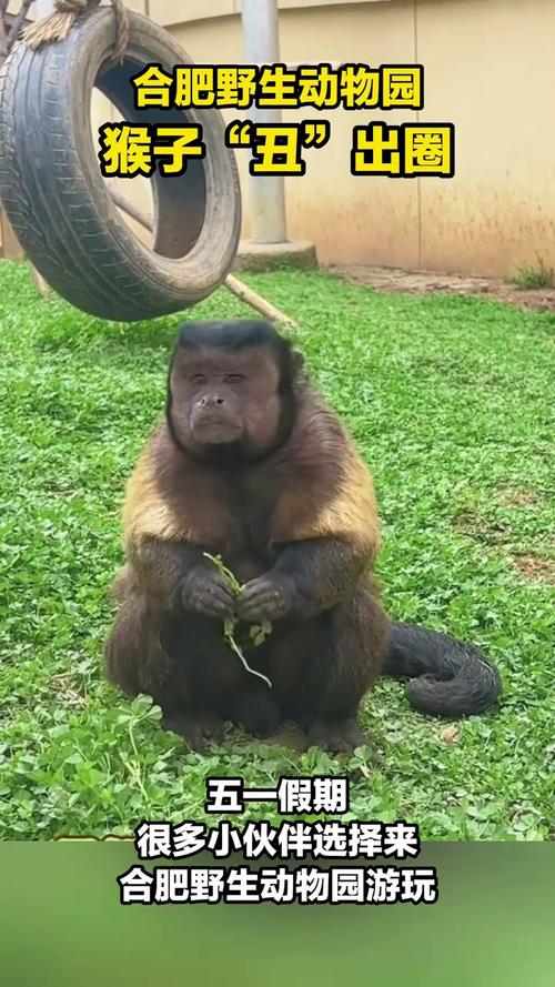 动物园一猴子丑出圈,动物园有只猴子奇丑无比