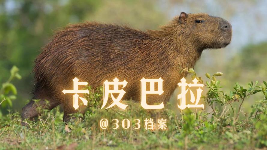 香港澳门 第32页